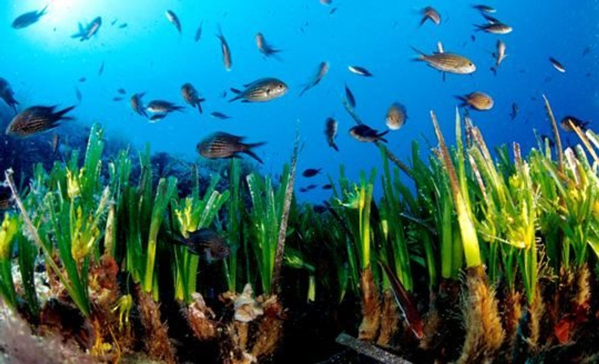 Fashion Posidonia Oceánica, Patrimonio de la Humanidad