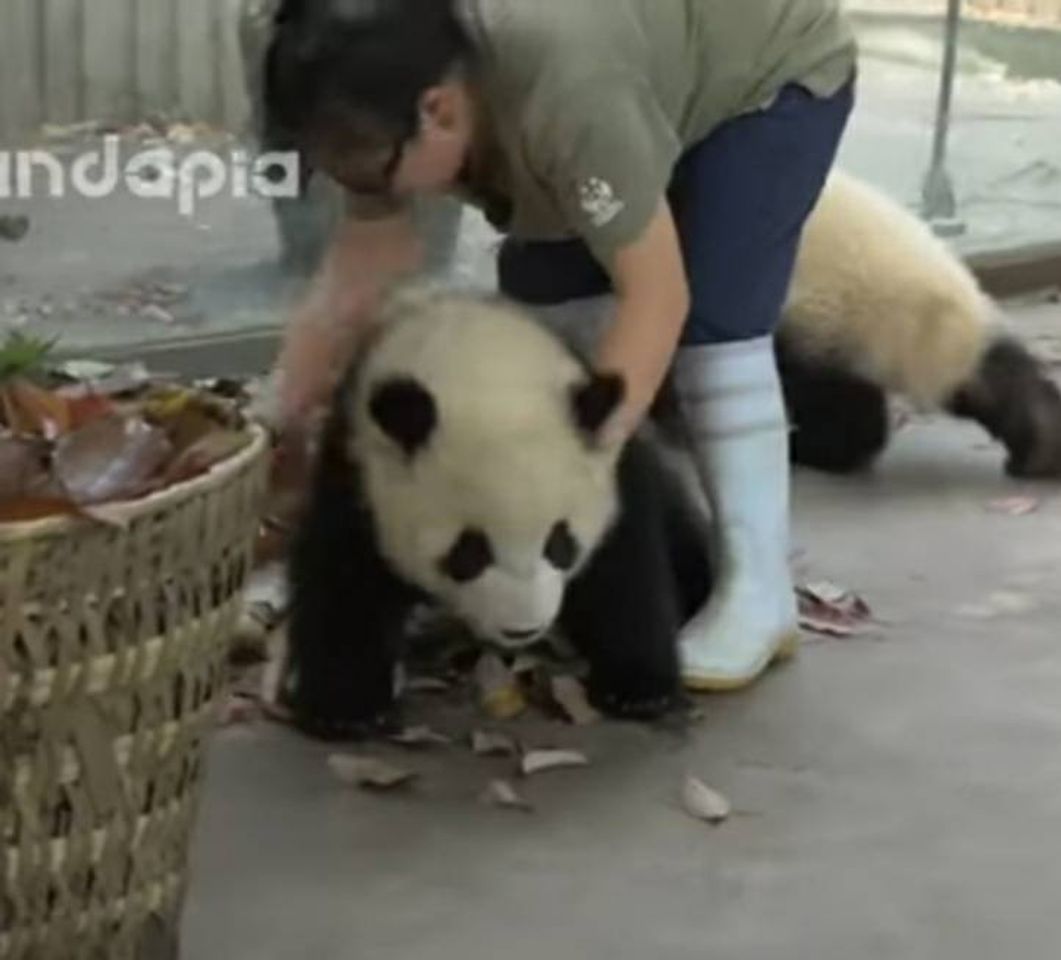 Fashion Video de adorável de um panda🐼