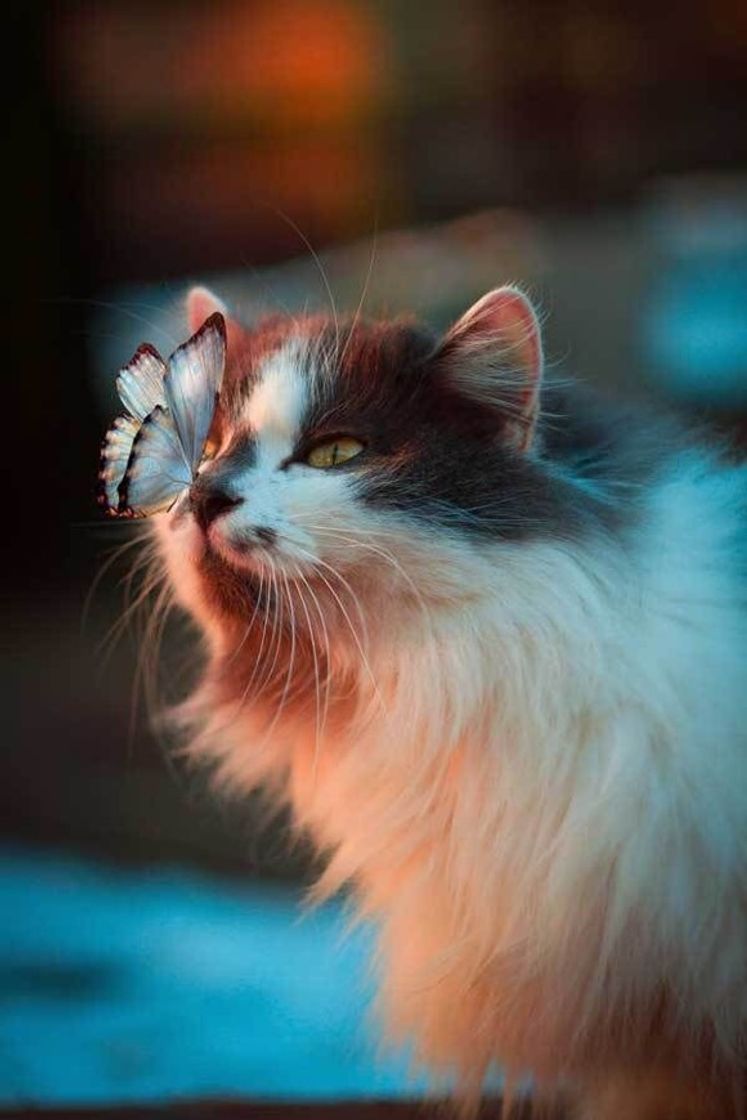 Cat and Butterfly 