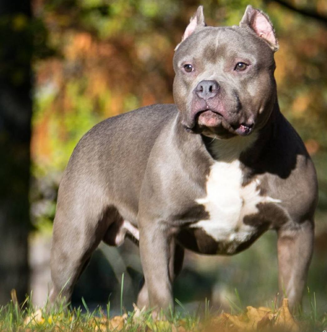 Moda American Bully 