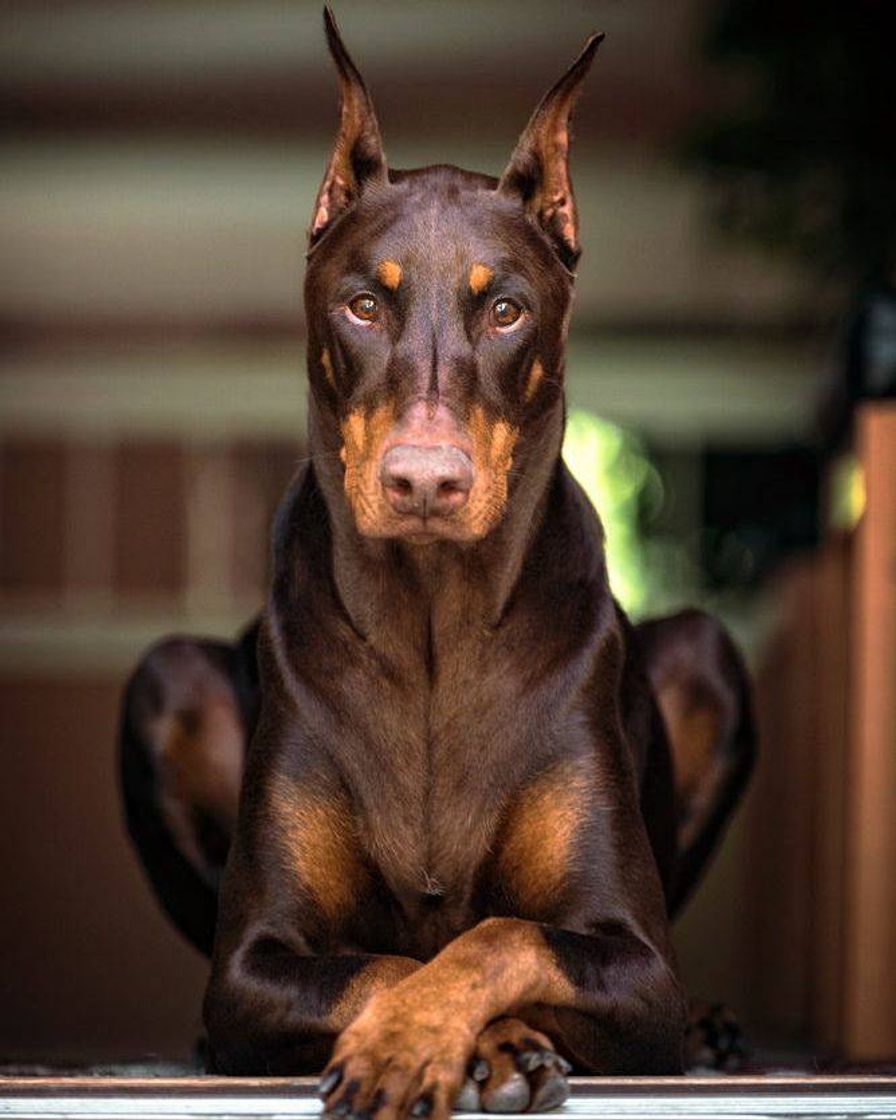 Fashion Dobermann