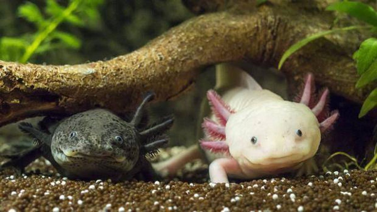 Fashion Salamandra Axolotl