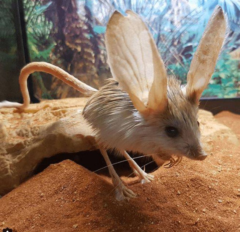 Fashion Jerboa