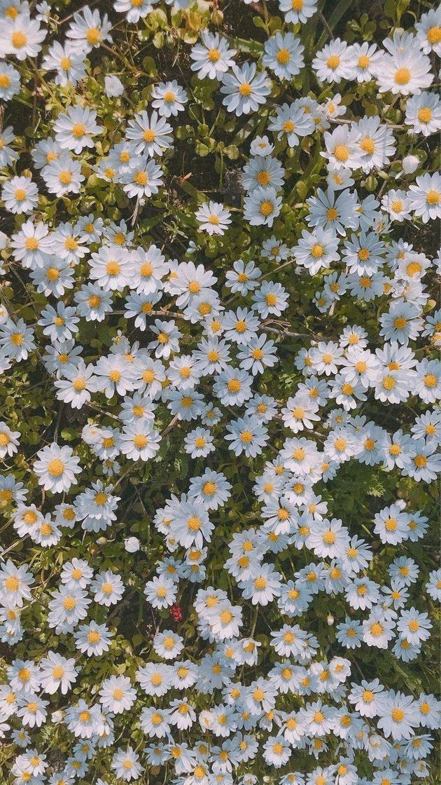 Social Margaridas🌼