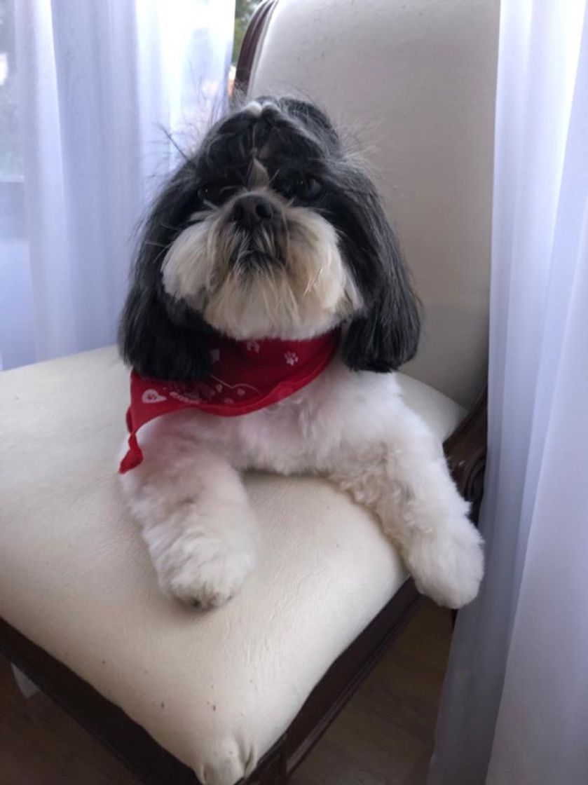 Social Glamour pets