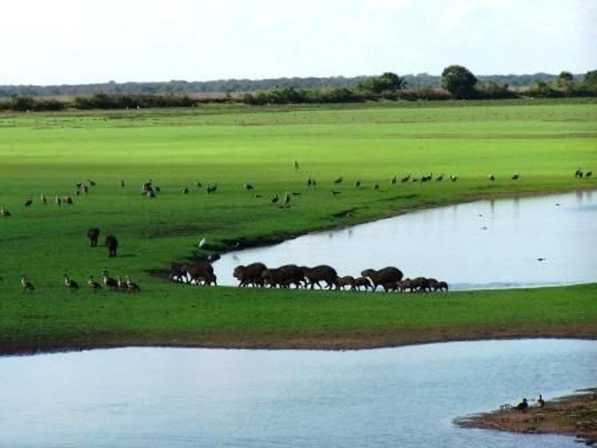 Place Venezuelan Llanos