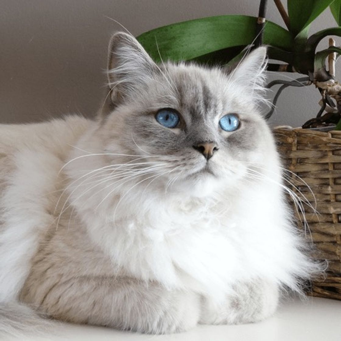 Ragdoll