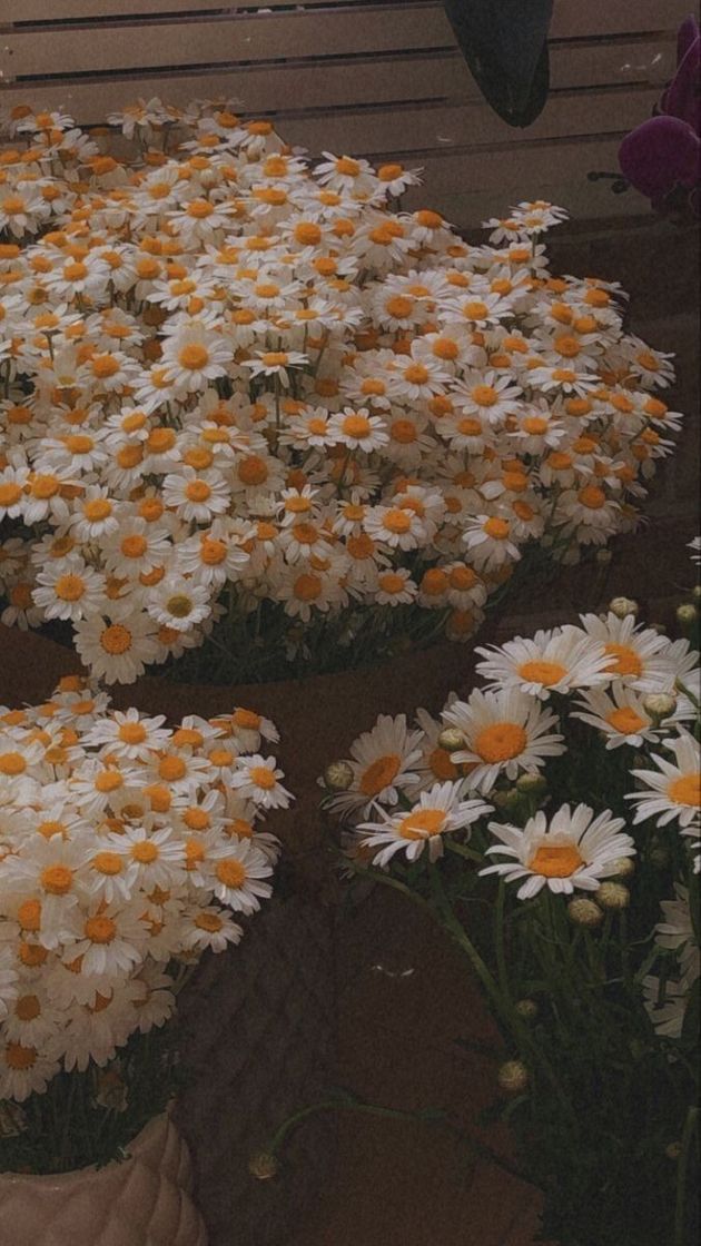 Social Margaridas