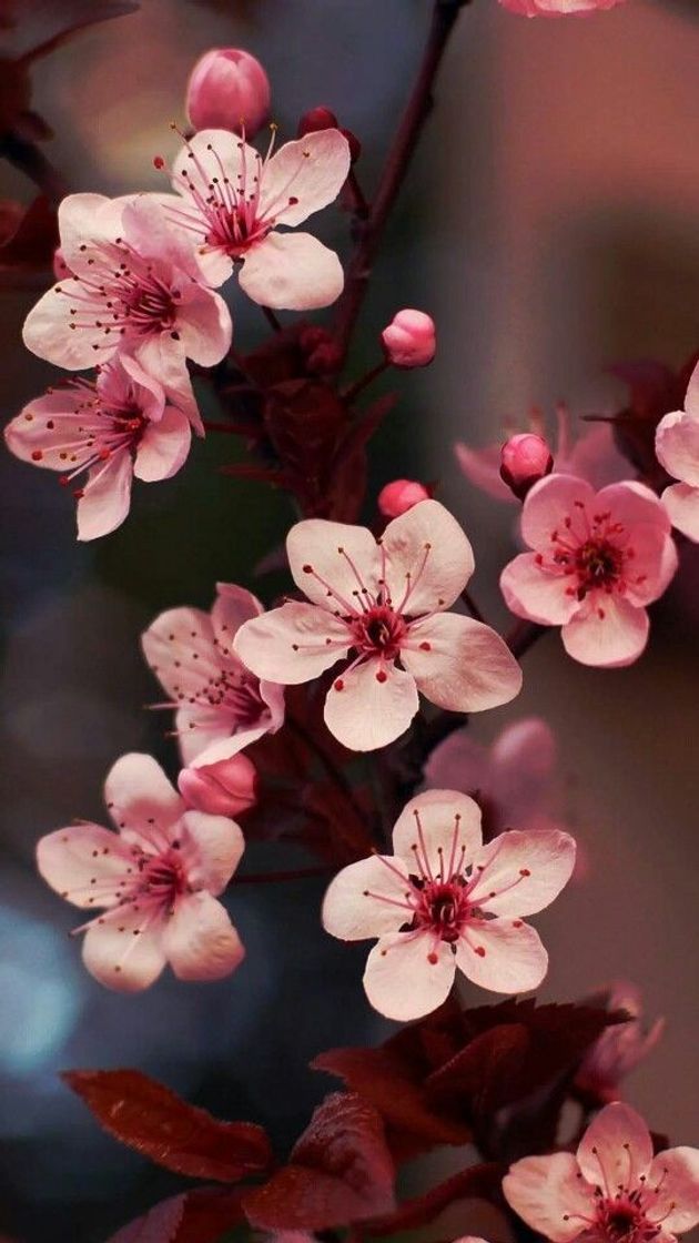 Social Flor de cerejeira 