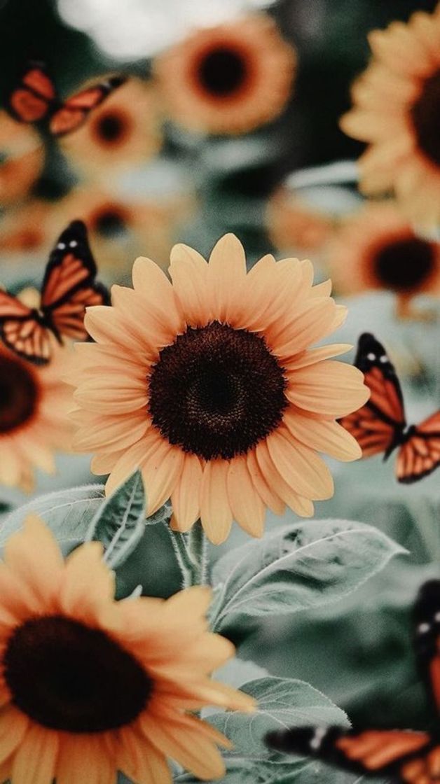 Social Wallpaper🌻 