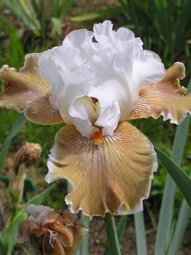 ORQUÍDEA BRANCA