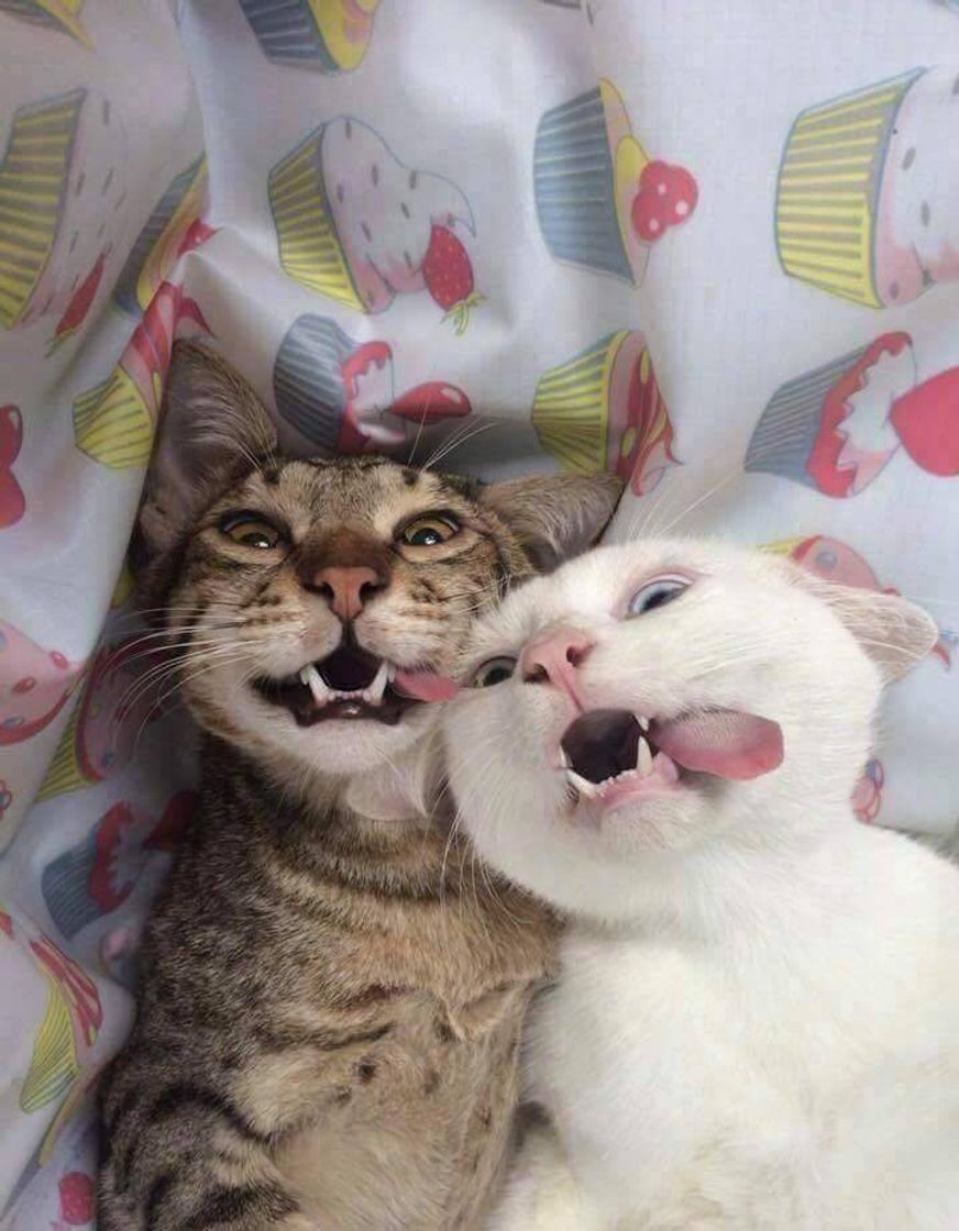eu e a gata
