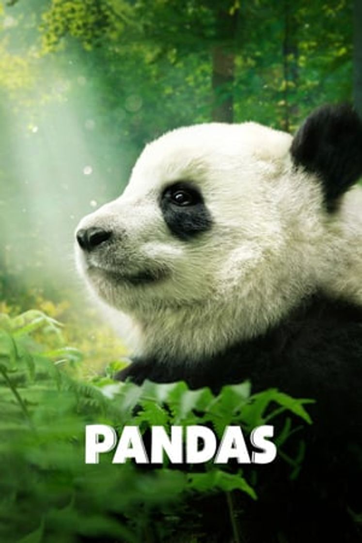 Movie Pandas: El Camino a Casa