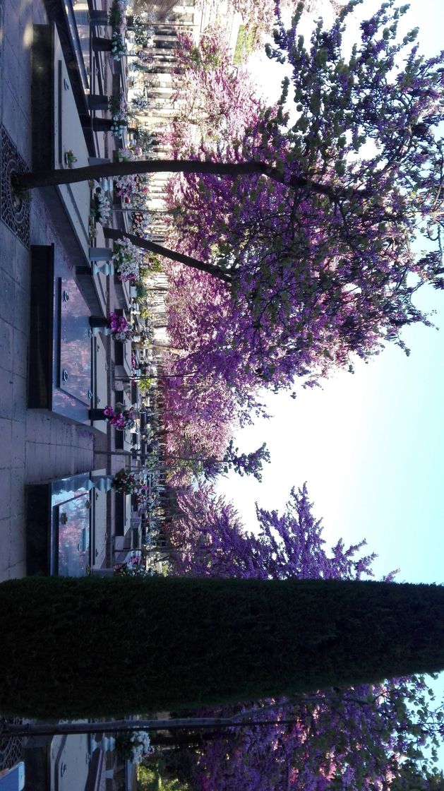 Lugar Cementerio de San José ( Granada )