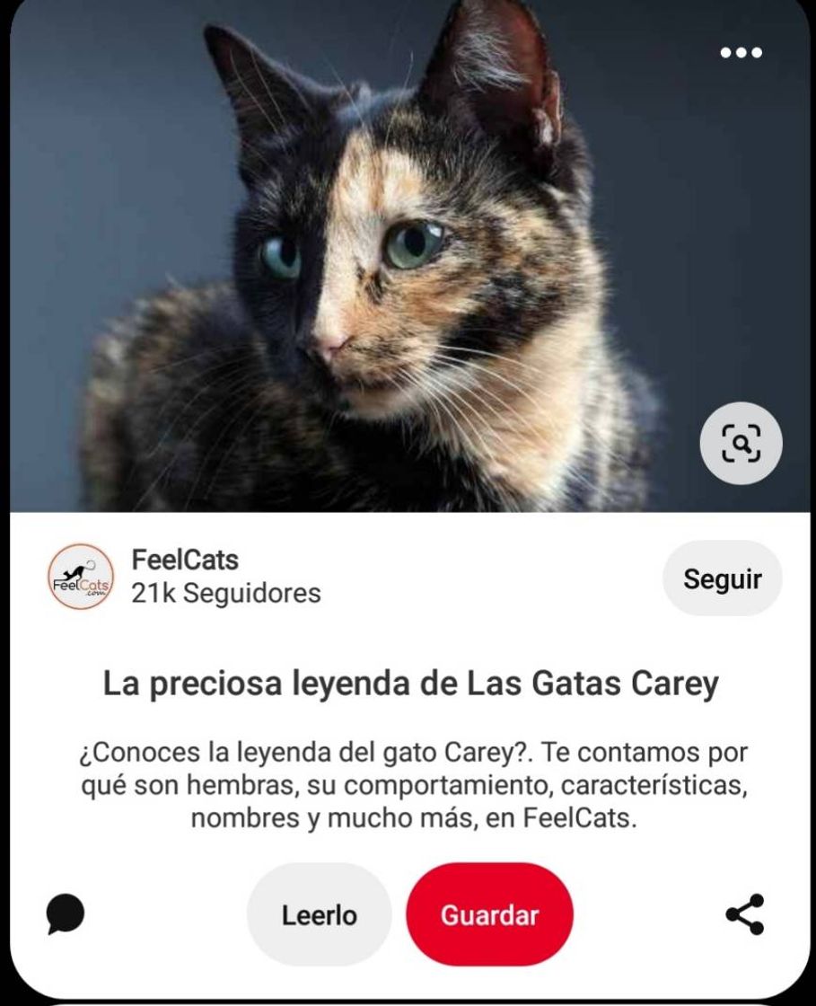 Moda Gatita carey