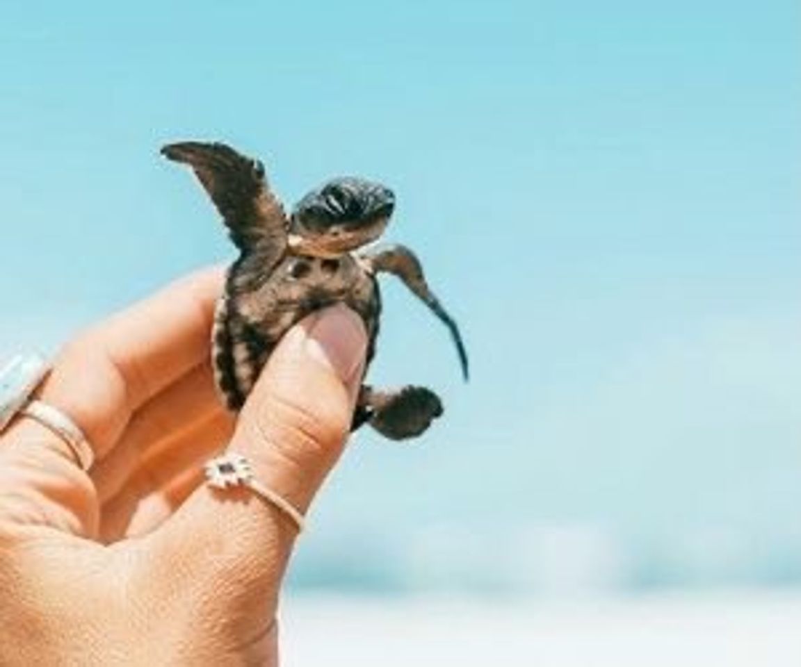 Social Turtle 🐢 