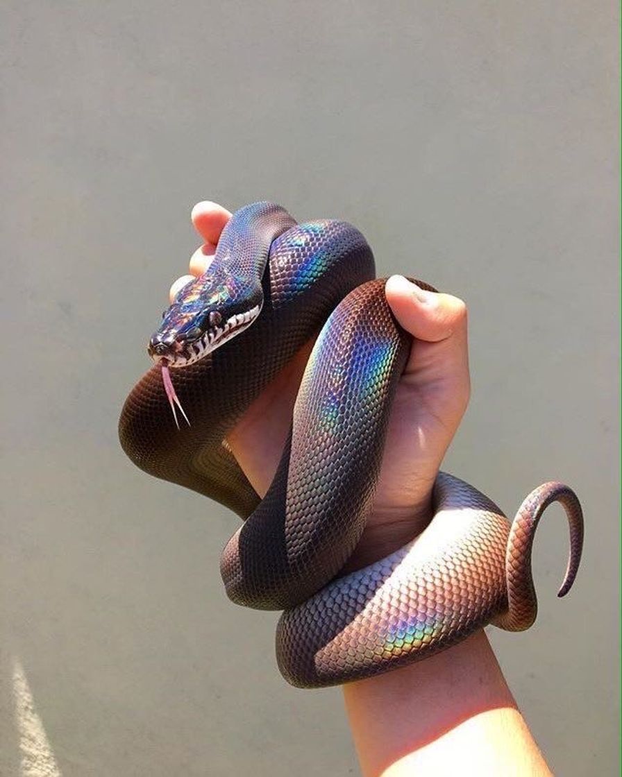 Fashion Cobra 🐍🐍