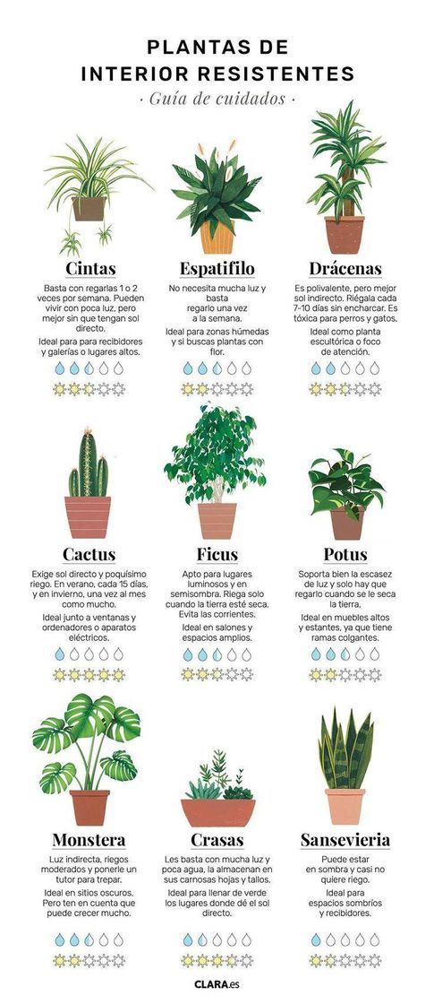 Social Cuidados de plantas de interior más comunes