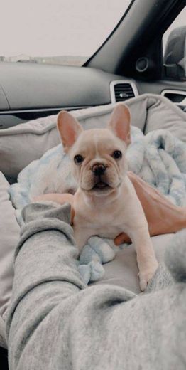 Frenchie🥥☁️🐶