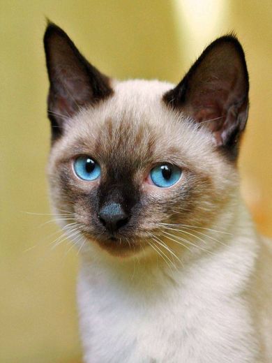Cat blue eyes🥥☁️🌊🦋
