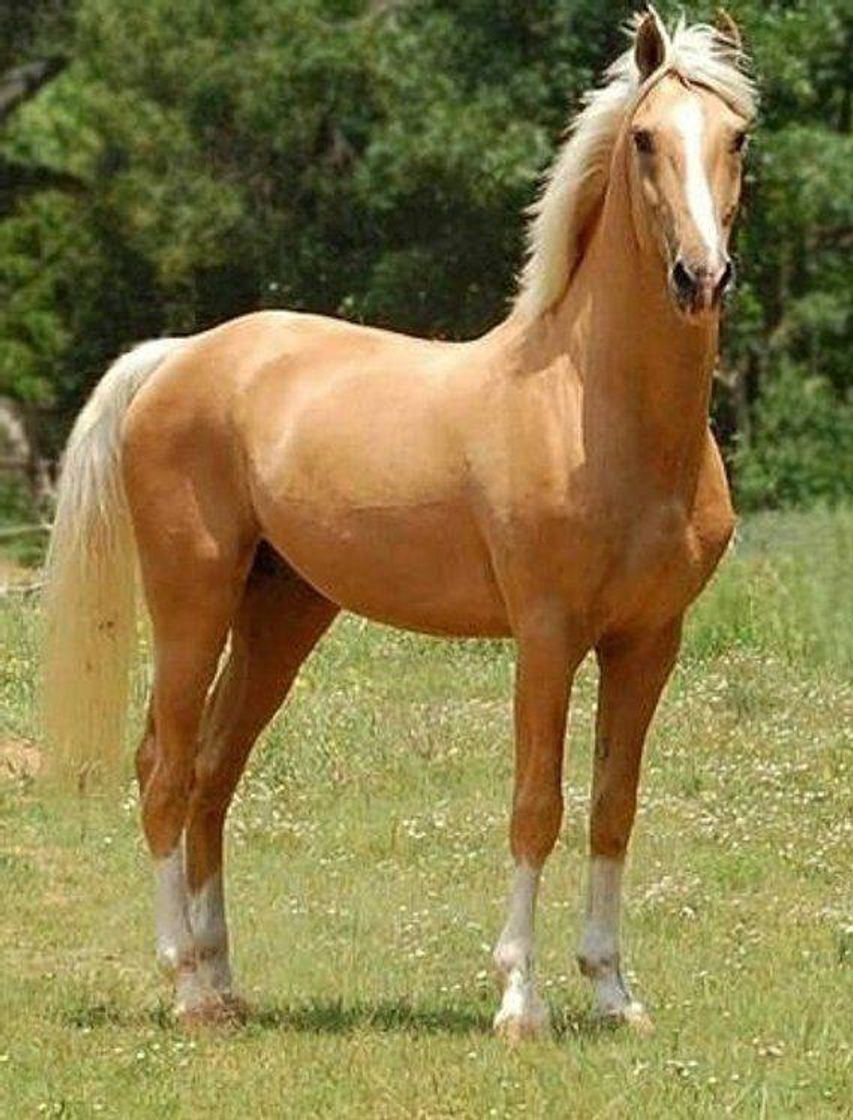 Fashion Cavalo palomino