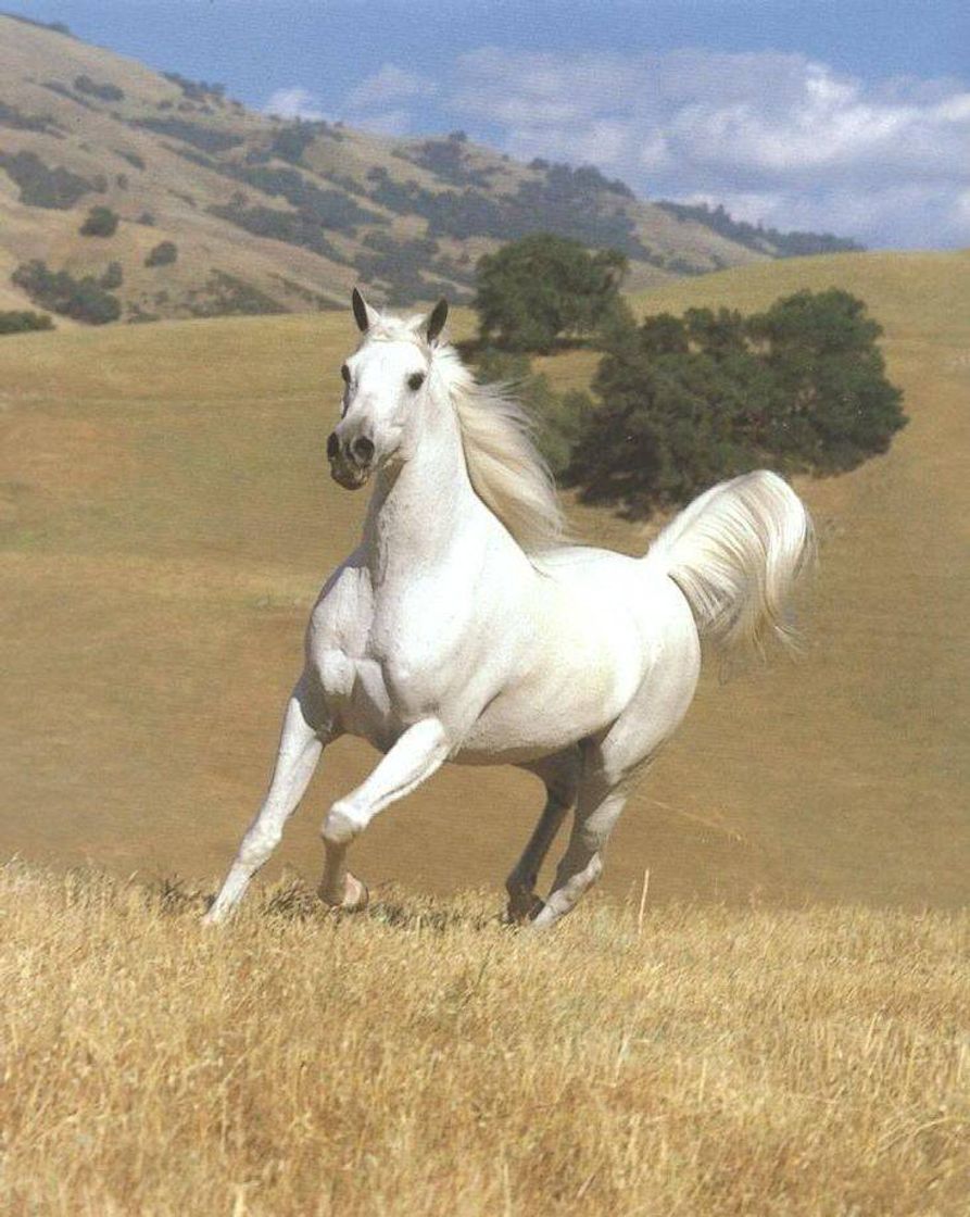 Fashion Cavalo branco