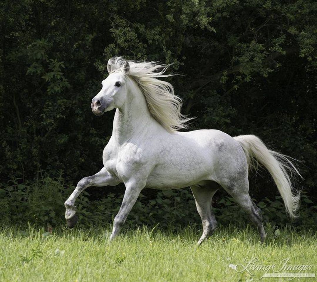 Fashion Cavalo branco