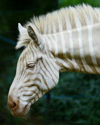 Zebra albina