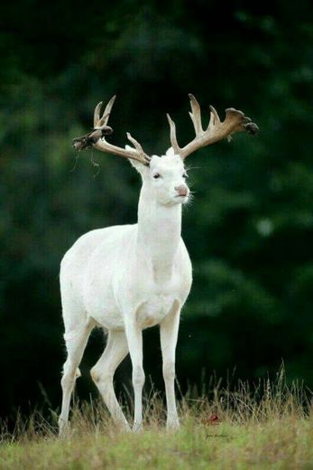 Veado albino