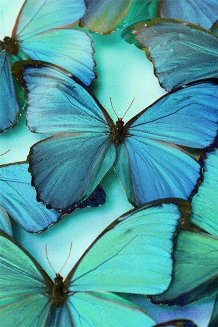 Moda Butterfly 🦋