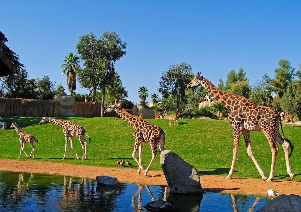 Lugar Bioparc Valencia