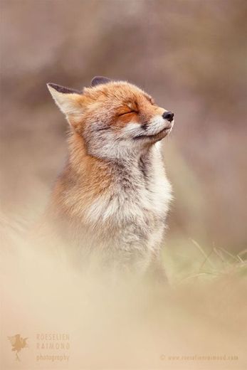 Zen fox 