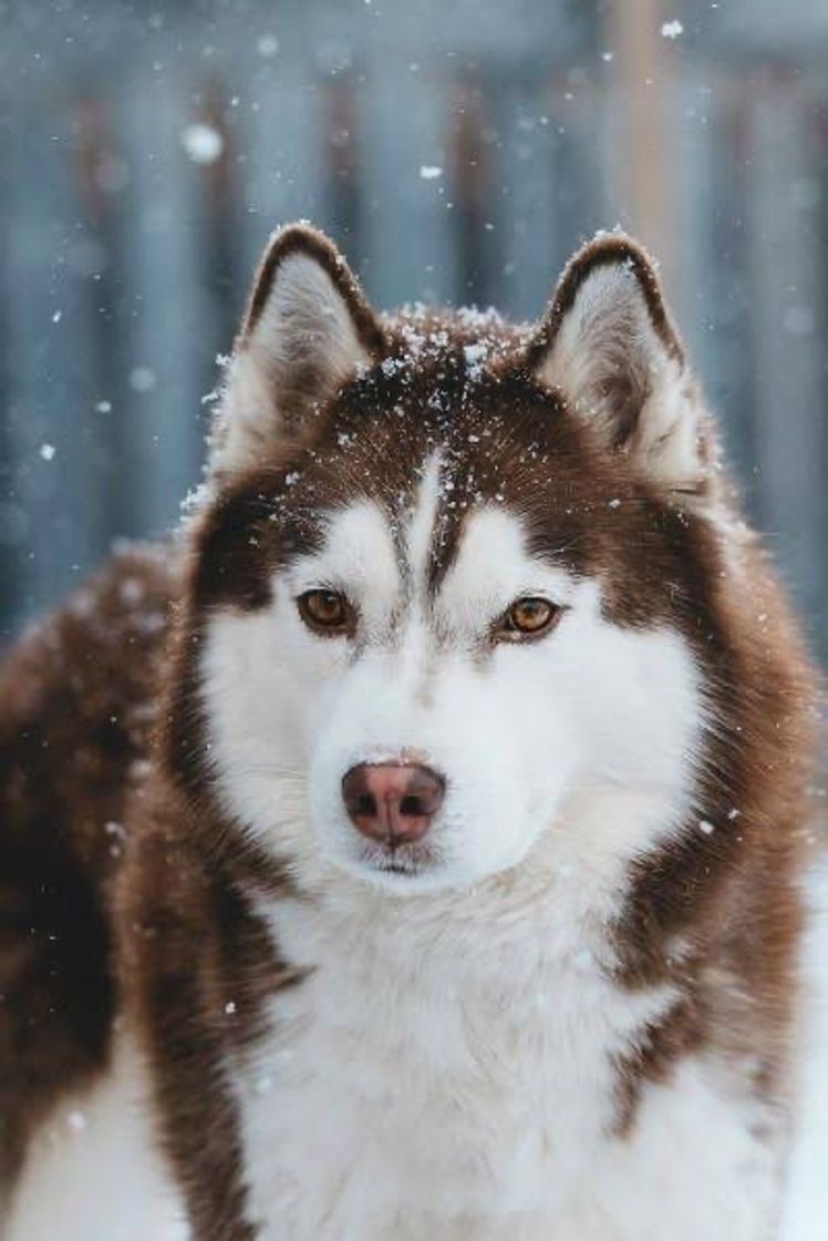 Moda Husky siberiano 