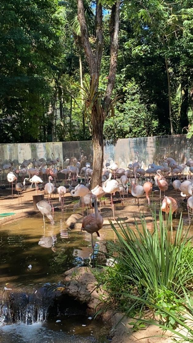 Lugar Parque das Aves