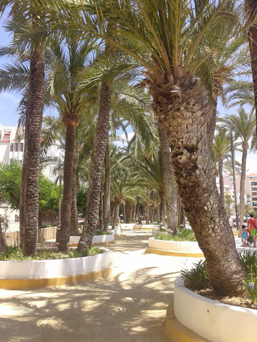 Lugar Parque de Elche