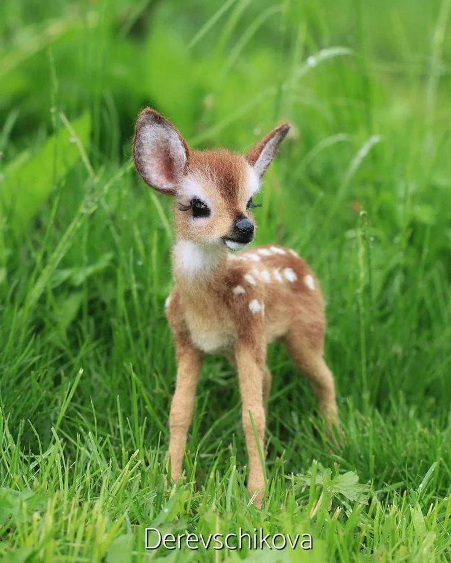 Fashion 🦌