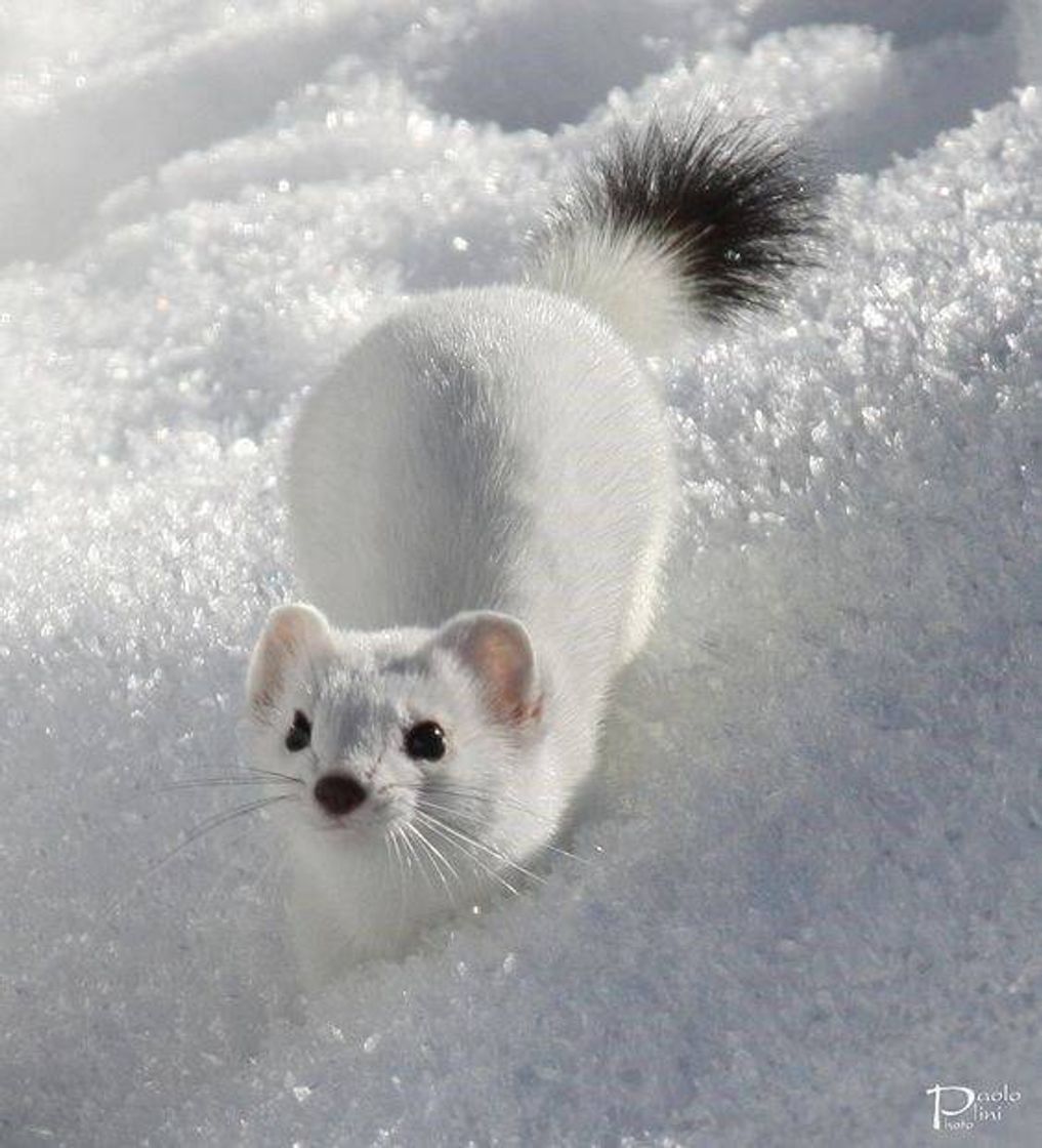 Fashion White ferret