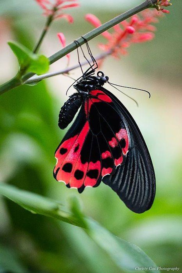 Fashion Borboleta