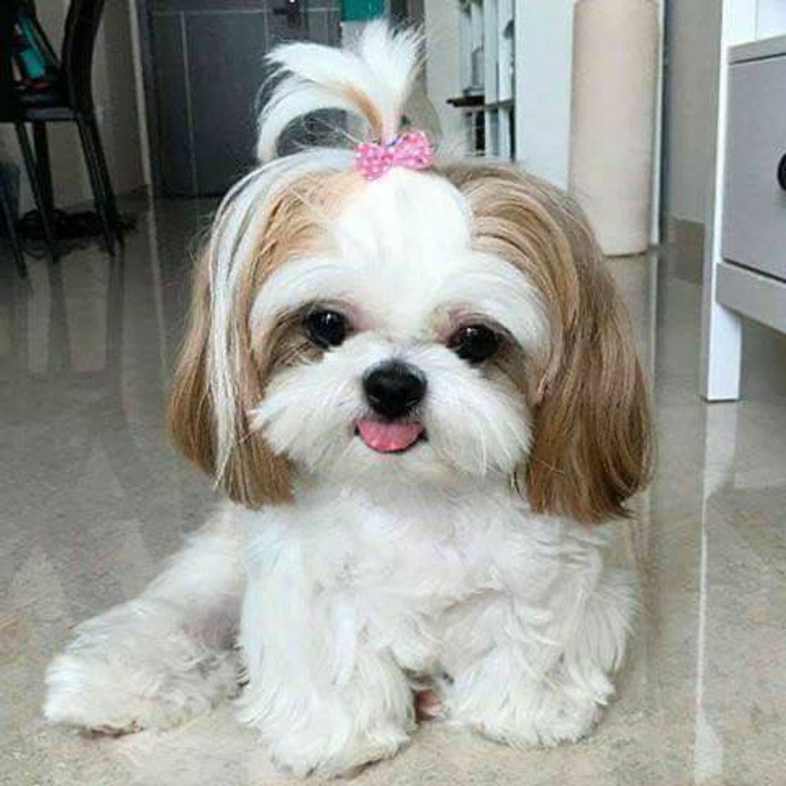 Moda Shihtzu fêmea