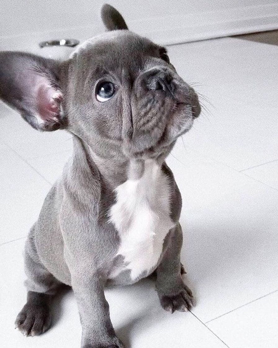 Social Bulldog Francês 🤍