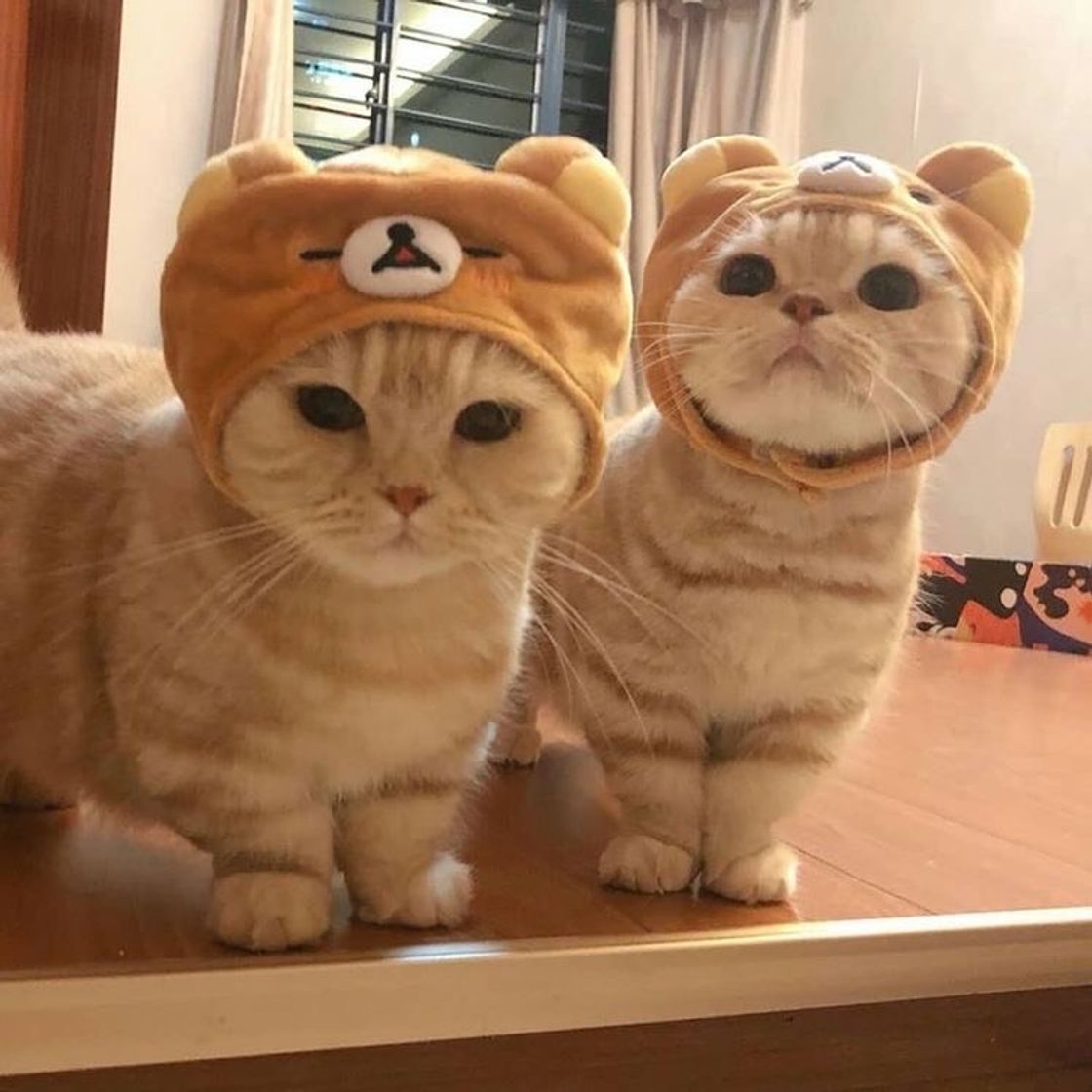 Fashion Gatinhos fofos