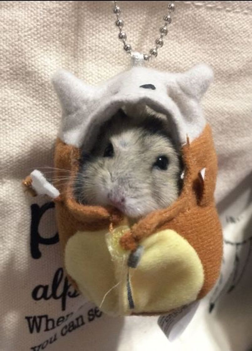 Fashion Hamster