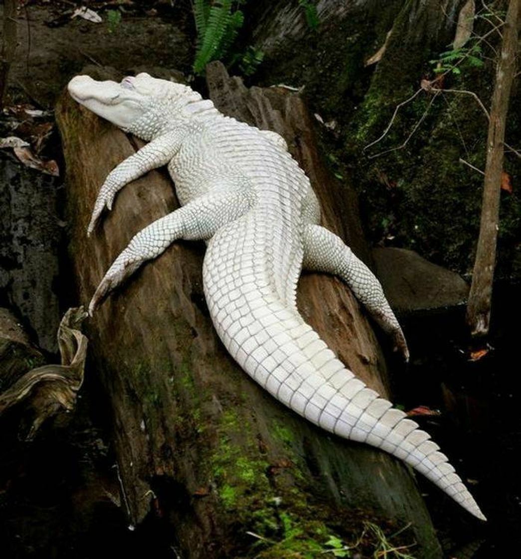 Moda Animais albinos♥️