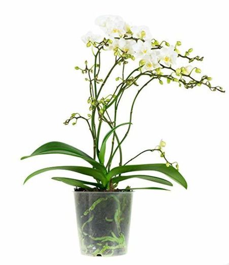 Orquídea Dendrobium Nobile