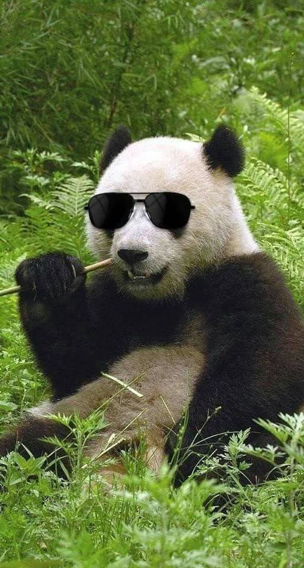 Fashion Panda