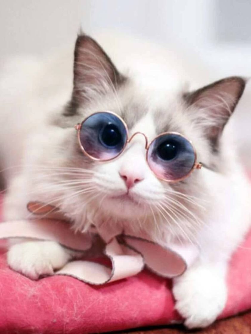 Fashion Gafas de sol para Gato