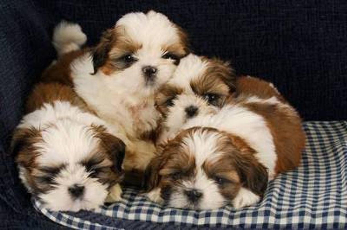 Shih Tzu