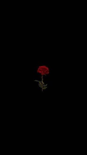 wallpaper dark rose