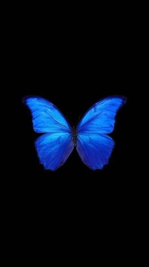 wallpaper dark  blue butterfly