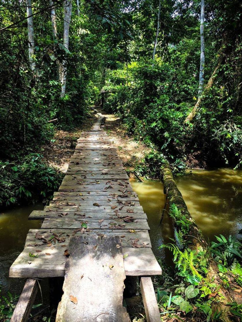 Fashion Trilha - Floresta Amazônica 